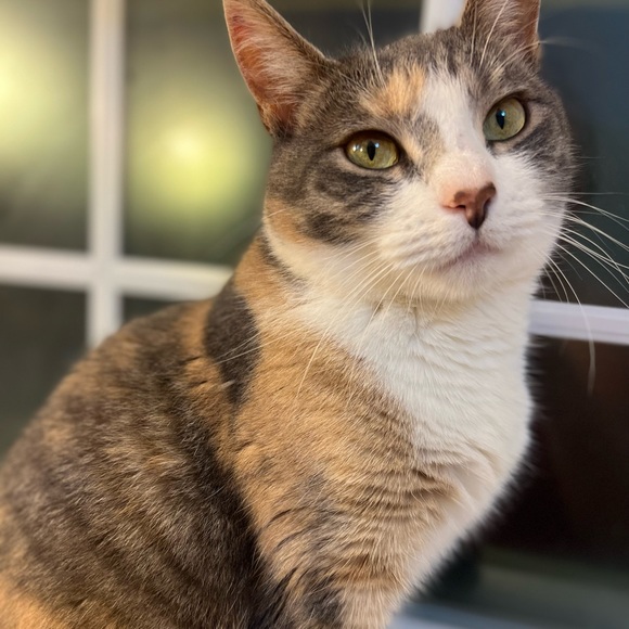 Meet your Posher, Tayler - Picture 4 of 8